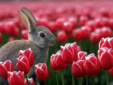 Early Booking Sorrento